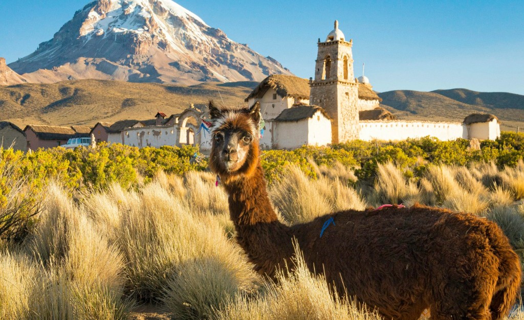 Alpaca in the Bolivian highlands with a colonial church and snow-capped mountains